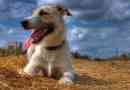 Parson russell terrier dog. Leírás, funkciók, típusok, karakter és gondozás